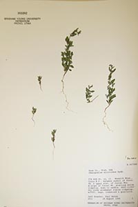 herbarium sheet of BRY 349189